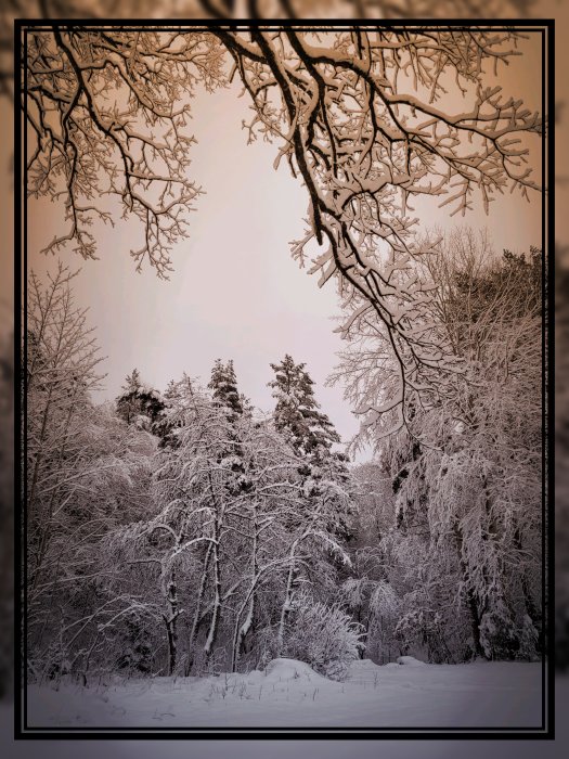 Vinterlandskap, snötäckta träd, grenar i förgrunden, kallt ljus, ödslighet, naturens stillhet.