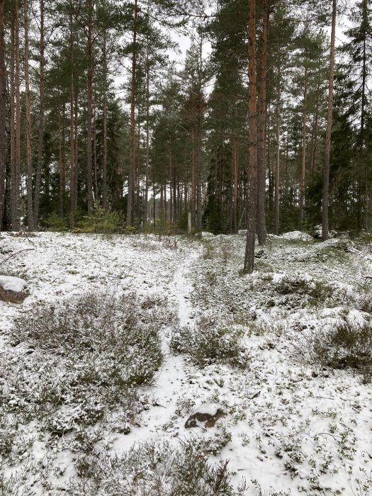 En skog med tallar, lätt snötäcke på marken. Övergång från höst till vinter. Fredlig naturvy, inga människor.