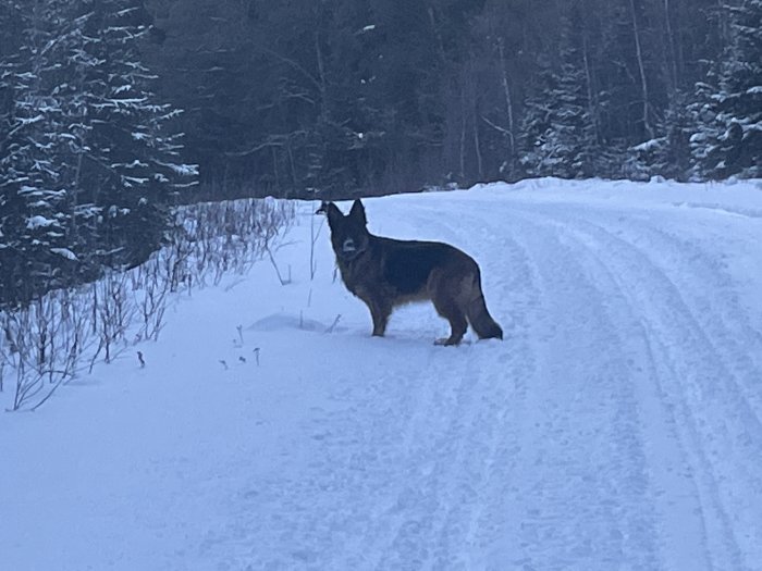 Schäferhund står på snötäckt väg bredvid barrskog under skymningen.