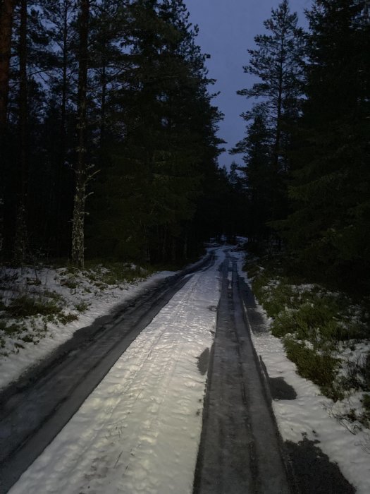 Skogsväg med snö i skymningen, träd flankerar, gatlyktors ljus reflekterat på ytan.