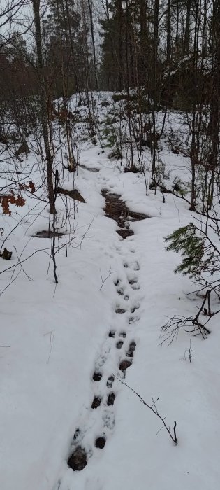 Spår i snön leder genom skogen. Grönska syns. Det verkar vara vinter eller tidig vår.