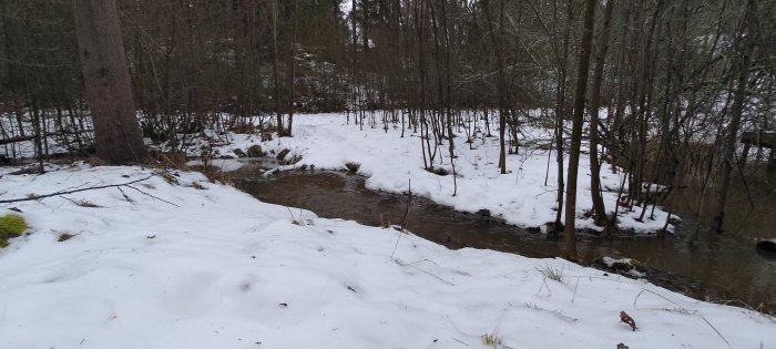 Vinterskog, snötäckt mark, bäck, kala träd, inga synliga människor, naturlig, dämpade färger, övergång till vår.