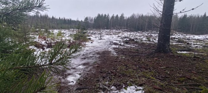 Skogsmark med smältande snö, barrträd, kala träd, grå himmel, öde landskap.