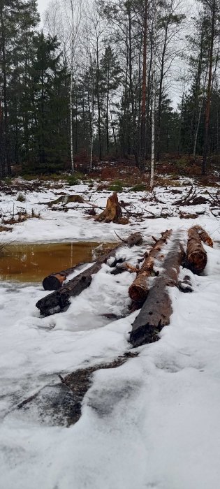 Skogsmark med smältande snö, gammal stubbe, fallna trädstammar, vattenpöl, vintertid eller tidig vår.