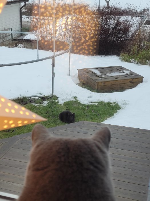 En katt i förgrunden tittar ut på en annan katt i en snöig trädgård; inomhusutsikt; skymning; trädäck.