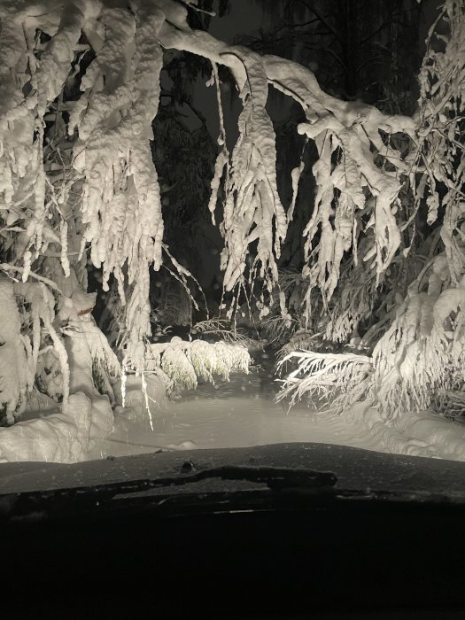 Snötäckt skogsväg nattetid, sett från bil, tung snö på grenar, mystisk atmosfär.