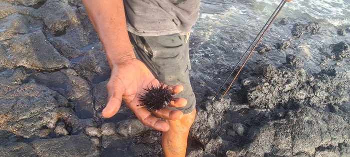 Person håller sjöborre vid klippig strand, fiskespö i bakgrunden, solnedgångsljus.