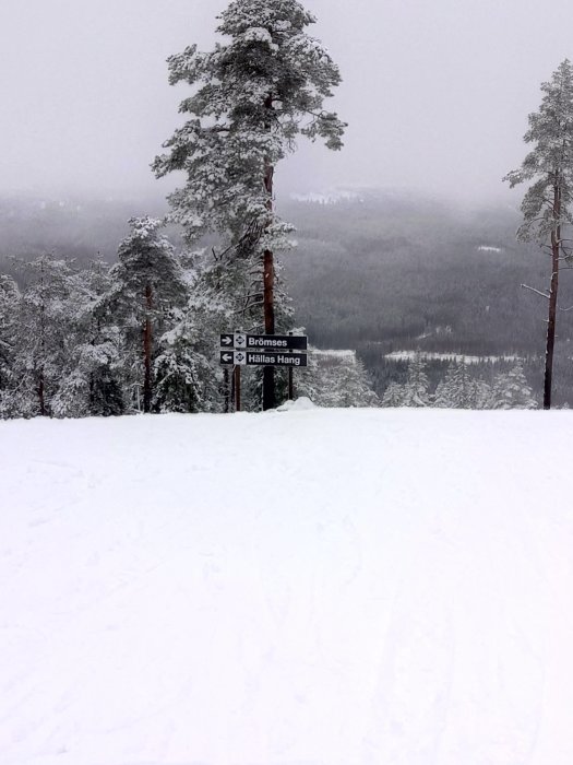 Vinterlandskap med snö, träd, skylt för skidbackar "Brömses" och "Hällas Häng", dimmig bakgrund.