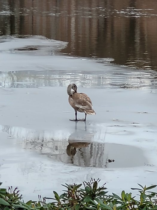 En and står på is vid en iskant, reflekterar i vatten, omringad av gröna växter.