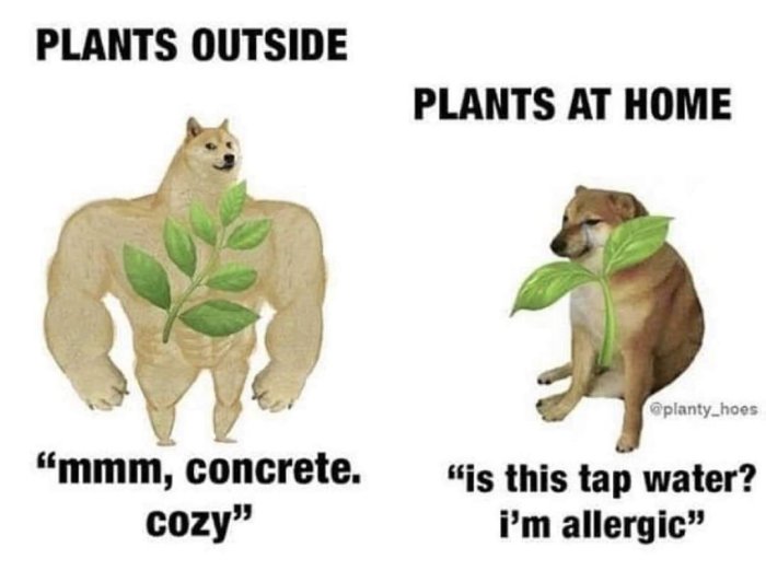 Humoristisk jämförelse mellan robusta utomhusväxter och kräsna inomhusväxter med muskulös och vanlig hundillustration.