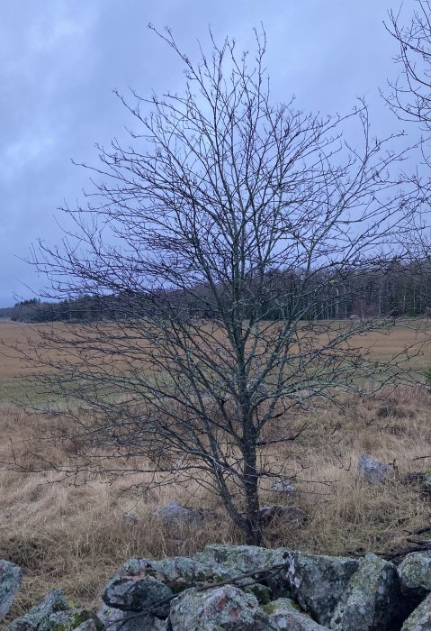 Träd utan löv, fält, stenmur, mulet väder, avskalad natur, vinter eller tidig vår.