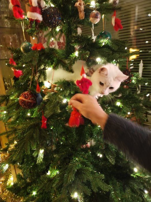 En katt gömmer sig i julgranen medan en hand leker med den.