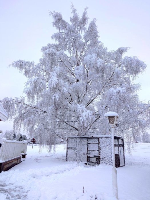 Ett snötäckt landskap med stort träd, gatlykta och buskage, i grått och vitt.