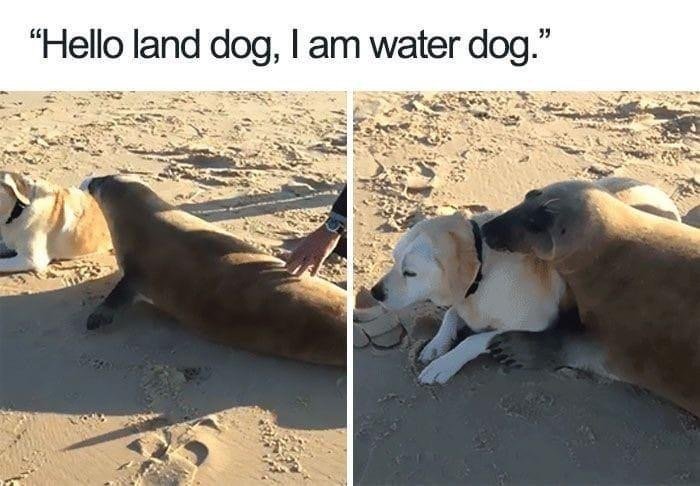 Säl och hund möts på stranden, text skämtsam dialog, vänskaplig interaktion.