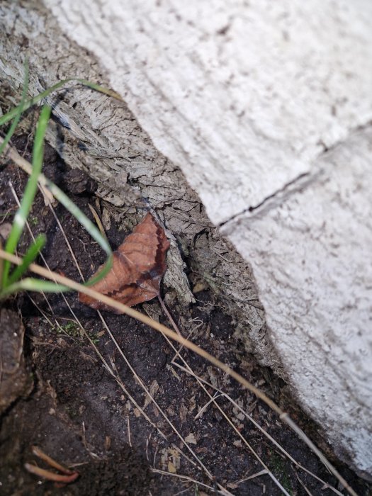 Närbild på marken, vit struktur, sprucken jord, dött löv, grässtrån, otydliga detaljer, naturlig miljö, utomhus.