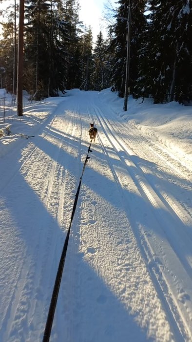 Hund springer på ett soligt, snötäckt skidspår i skogen.