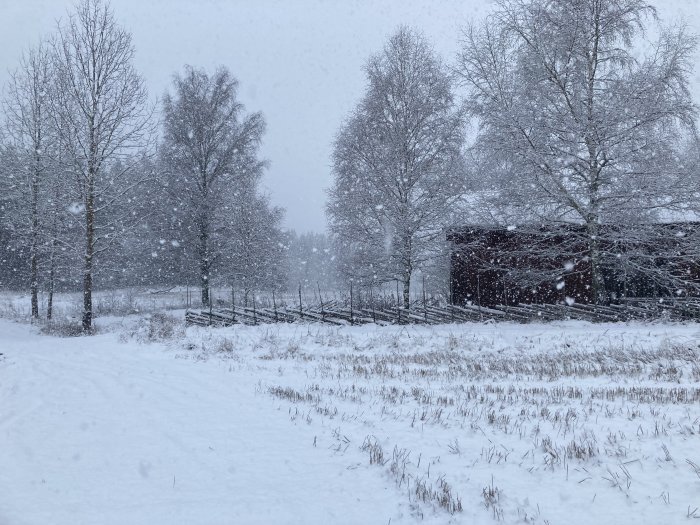 Vintrigt landskap med snöfall, barträd, gammalt staket och röd lada.