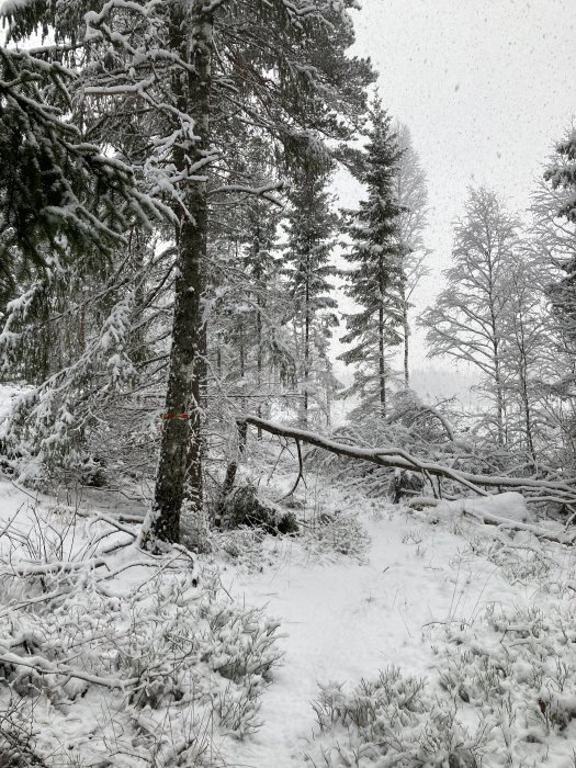 Vacker vinterbild som visar snötäckt skog med fallna träd och snöfall.