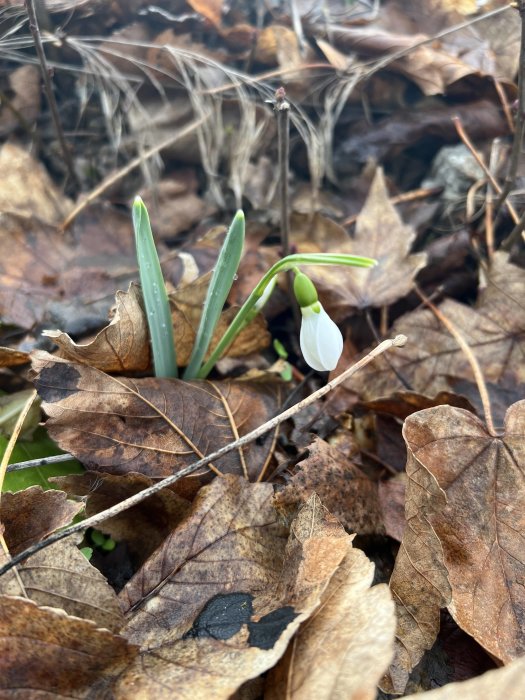 En snödroppe växer genom höstlöv, tecken på vårens ankomst. Levande och död natur i samspel.