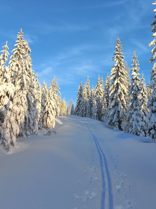 Snötäckta granar under en klarblå himmel med skidspår genom en vinterlandskap.