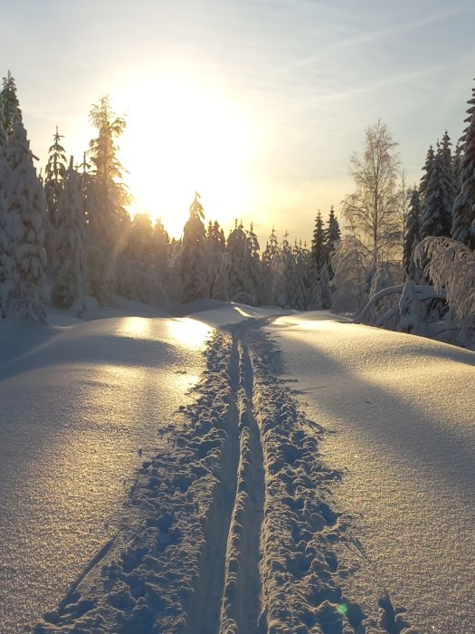 Solnedgång i ett vinterlandskap med skidspår mellan snötäckta träd.