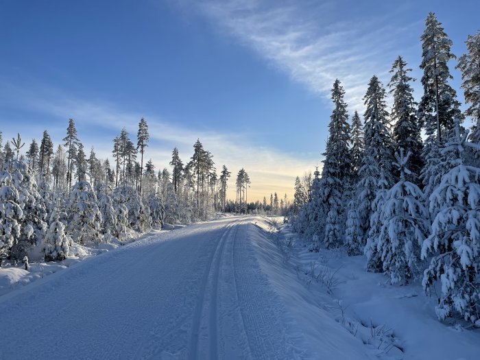 Vinterväg omgiven av snötäckta träd under en klar blå himmel.