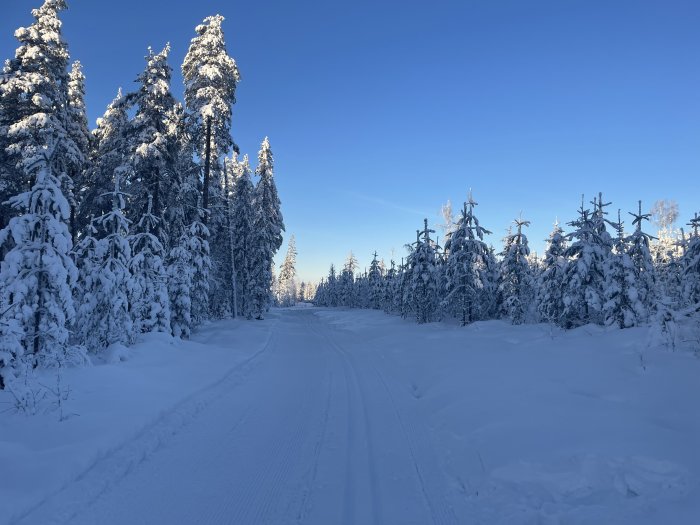 Vinterväg genom snötäckt skog, skidspår, klart väder, låg sol, orörd snö, fridfullt.