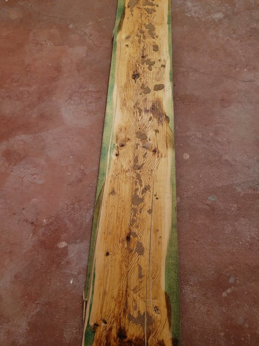 Ett träbräde med spår av trägnagare ligger på en rödbrun betonggolv.