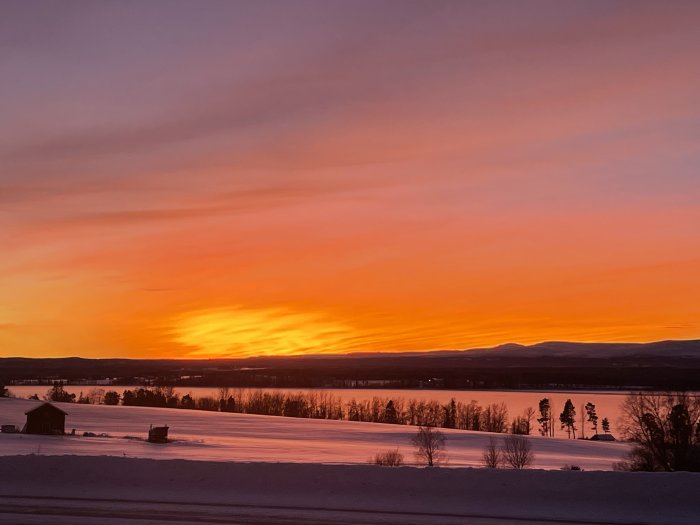 Dramatiskt vinterlandskap med orange och rosa himmel vid solnedgång, snötäckta fält och silhuetter av träd.