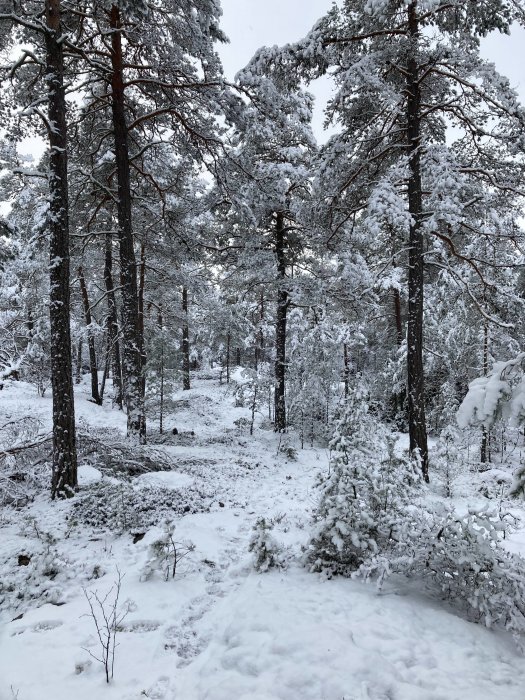 Vinterskog med snötäckta träd, marken täckt av snö, tyst och orört landskap.