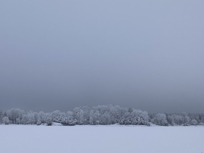 Lugnt snölandskap, täckta träd, enhetliga färgnyanser, vinter, öde, molnig himmel, dämpat ljus.