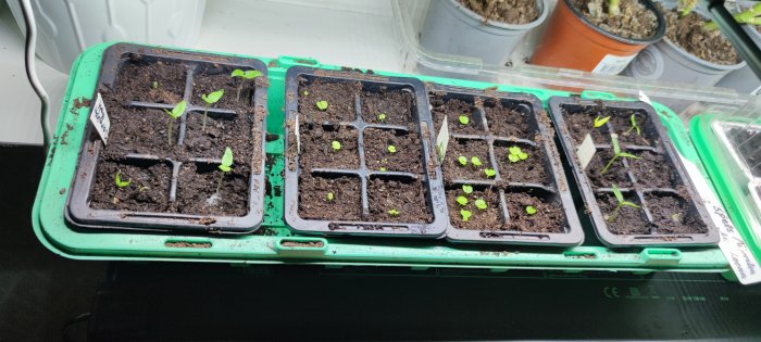 Gröna plantkrukor med små växande plantor på en grön bricka, inomhusodling, noggrann märkning, grönskande skott.