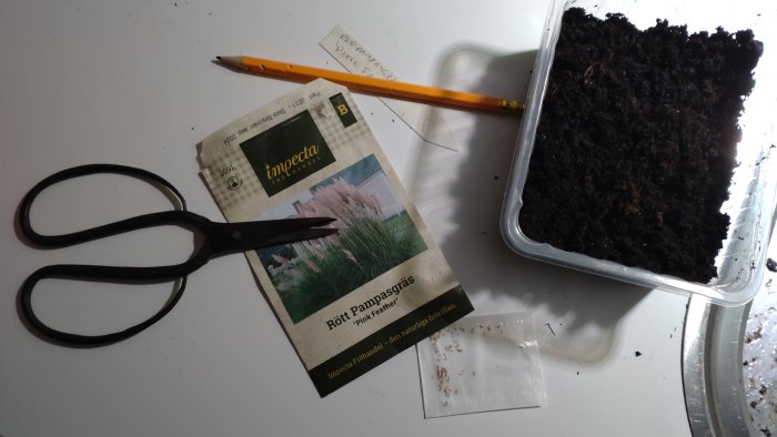 Förberedelse för plantering, pampasgräsfrön, jord, sax, penna, plastbehållare, etikett.