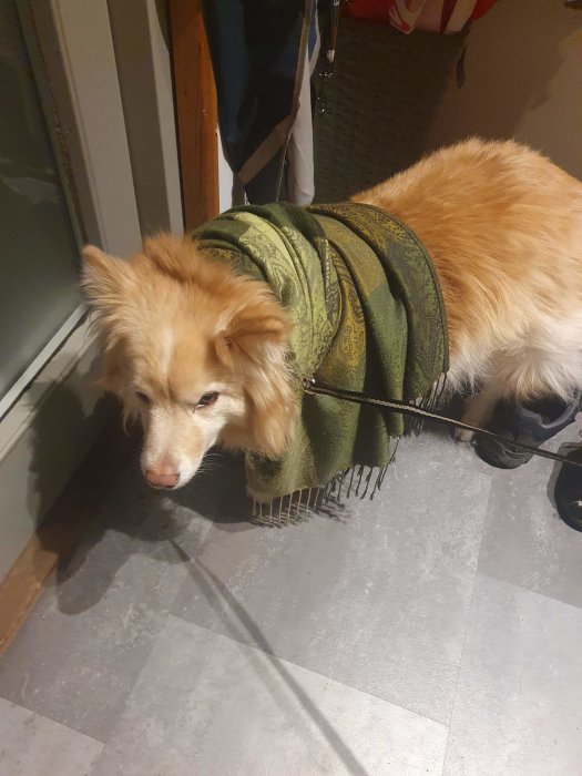 Hund inomhus täckt med grönt filttäcke, ser lugn ut, vid en dörr.