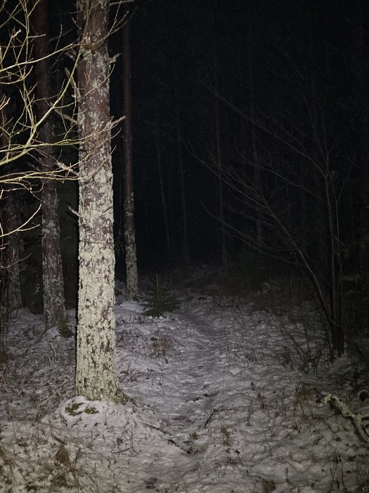 Mörk skogsnatt, snöklädd mark, träd upplysta av ficklampa eller strålkastare.