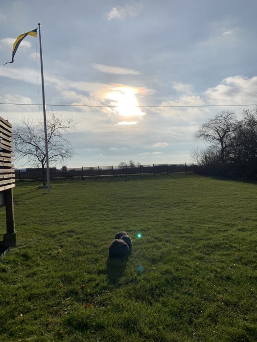 Solig äng med hund, fladdrande svensk flagga, träd och moln. Lugn, pastoral scen.