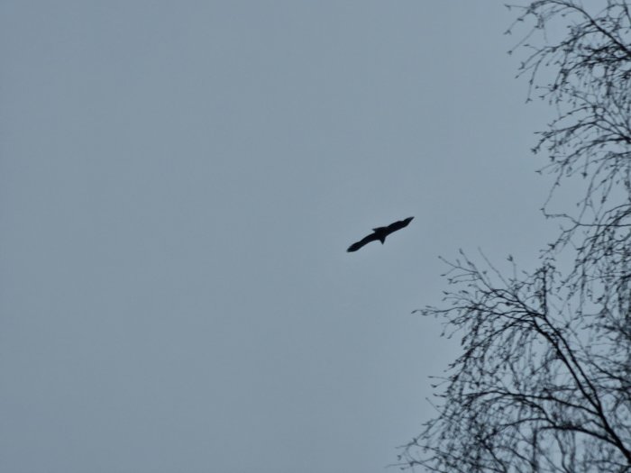 En fågel flyger mot en klar himmel, silhuetter av trädgrenar i förgrunden.