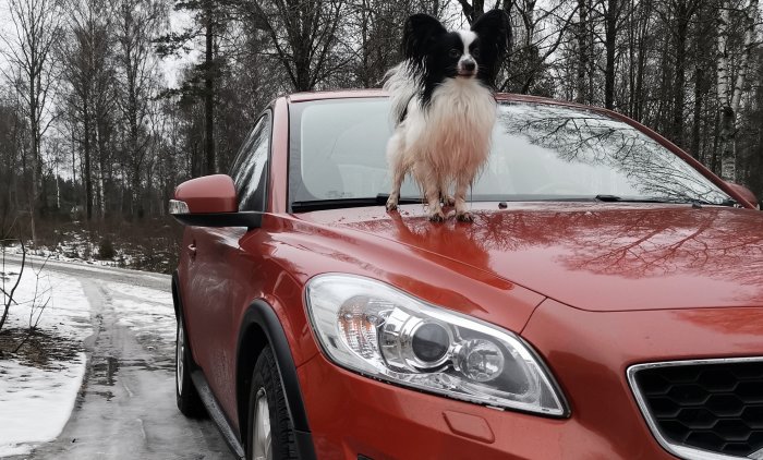 Papillonhund står på röd bil, blöt, vinterdag, nakna träd, spegelbild i motorhuv.