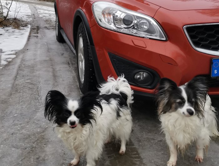 Två små hundar framför röd bil på isig väg med snön.