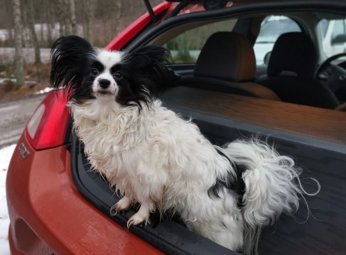 En papillonhund sitter i en röd bilens bagageutrymme, tittar ut, vit med svarta markeringar.