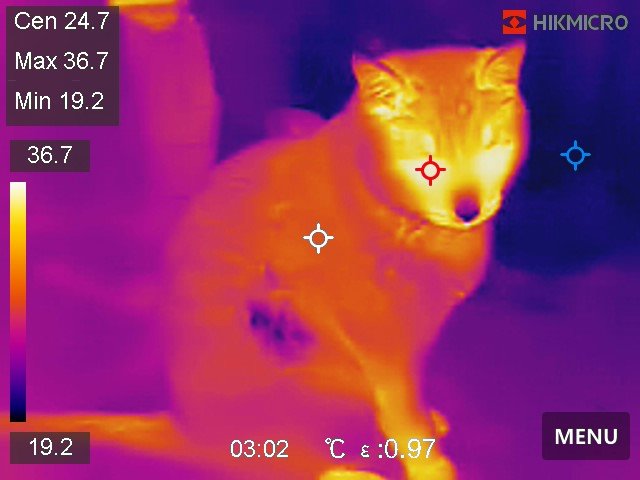 Termisk bild på katt; visar värmeutstrålning med färggraderingar; dataoverlay med temperaturvärden; tidsstämpel.