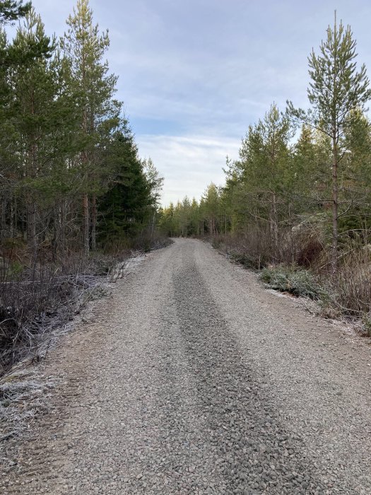 Grusväg genom skog, barrträd, ljus himmel, ingen snö, dagtid, öde, lugn natur.