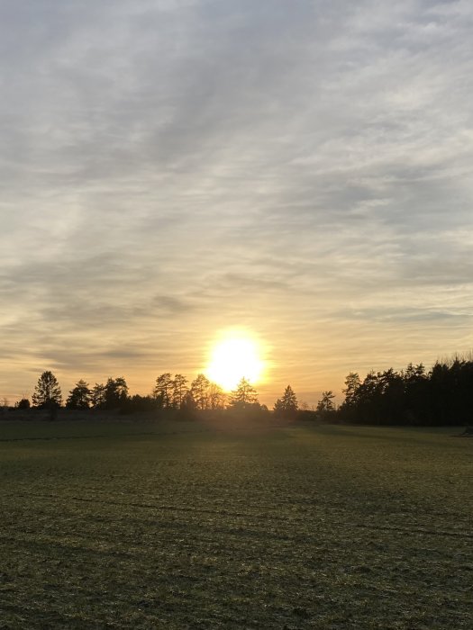 Solnedgång över en äng, träd silhuetter, molnstänkt himmel, mjukt ljus, fredlig natur.