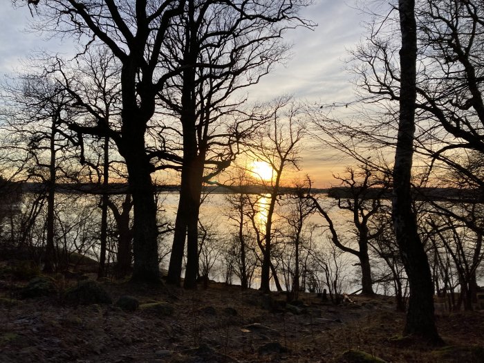 Skog vid sjö i solnedgång, träd silhuetter, vackert reflekterande ljus på vatten, lugnt naturlandskap.