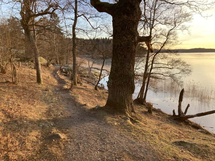 Slingrande stig genom skog vid sjö i lågt solsken, nakna träd, reflektioner på vattenyta, fridfullt landskap.