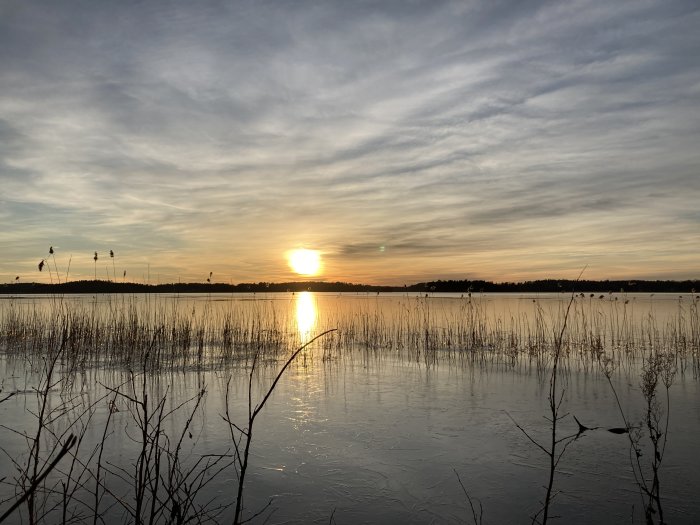 Solnedgång över frusen sjö, vass i förgrunden, klar himmel, reflektion på isen, lugn atmosfär.