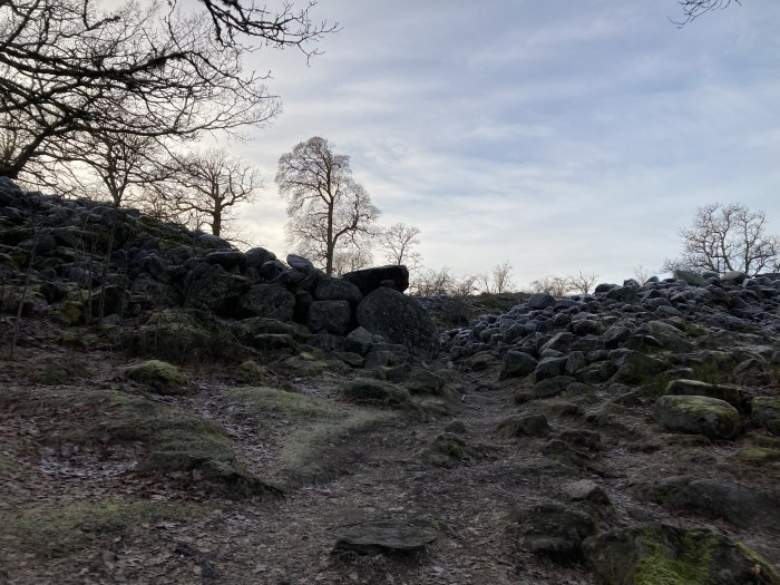 Stenmur i skogsmiljö, vinter, nakna träd, mossa, stig, kala grenar, klippa, mulet väder.