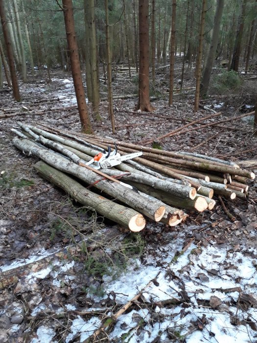 Nyfällda träd, motorsåg, snöfläckar, skogsmark. Verktyg och arbete i skogen.