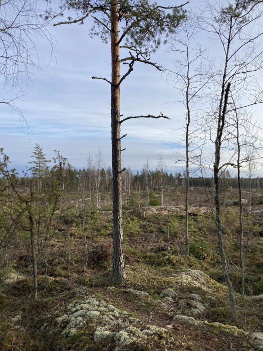 Skogsmark med tallar, ljung och mossa, delvis molnig himmel i dagsljus.