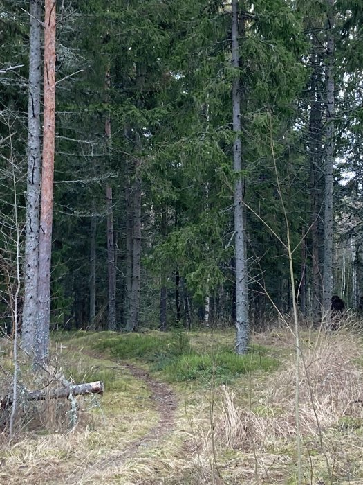 Smal stig i tät skog, barrträd, trolsk atmosfär, fallna grenar, orört landskap, naturens ro.